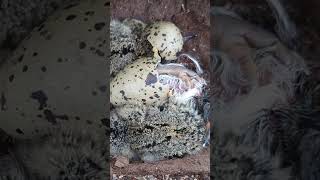 Highlights From Norway Episode 1 #Shorts