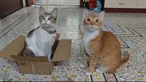 funny video #comedyshorts  #comedyshorts16M videos • 2 2M channels#comedyshorts #comedyshortsandmovs