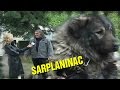 Sarplaninac FCI 4302 - Jugoslovenski Ovcarski Pas | TV Emisija Dodatna Ljubav