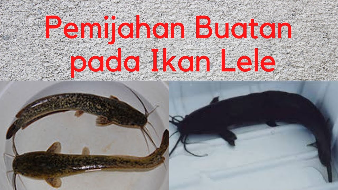 Pemijahan Buatan pada Ikan Lele 