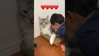 朝、少年を見送る大型猫#shorts