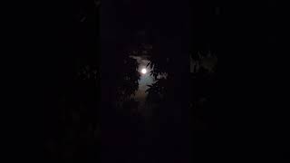Moonlit Night 4K Asmr Use Headphone Raw Video Night Nature Sounds
