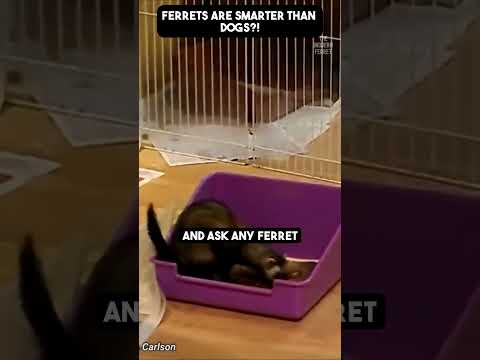Video: Ferreti: Najsretniji kućni ljubimci