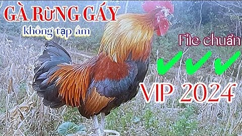Tiếng gà rừng gáy chuẩn 2024, (không tạp âm) || Suab qaib qus qua zoo dib tuaj 💯%❤😊😊