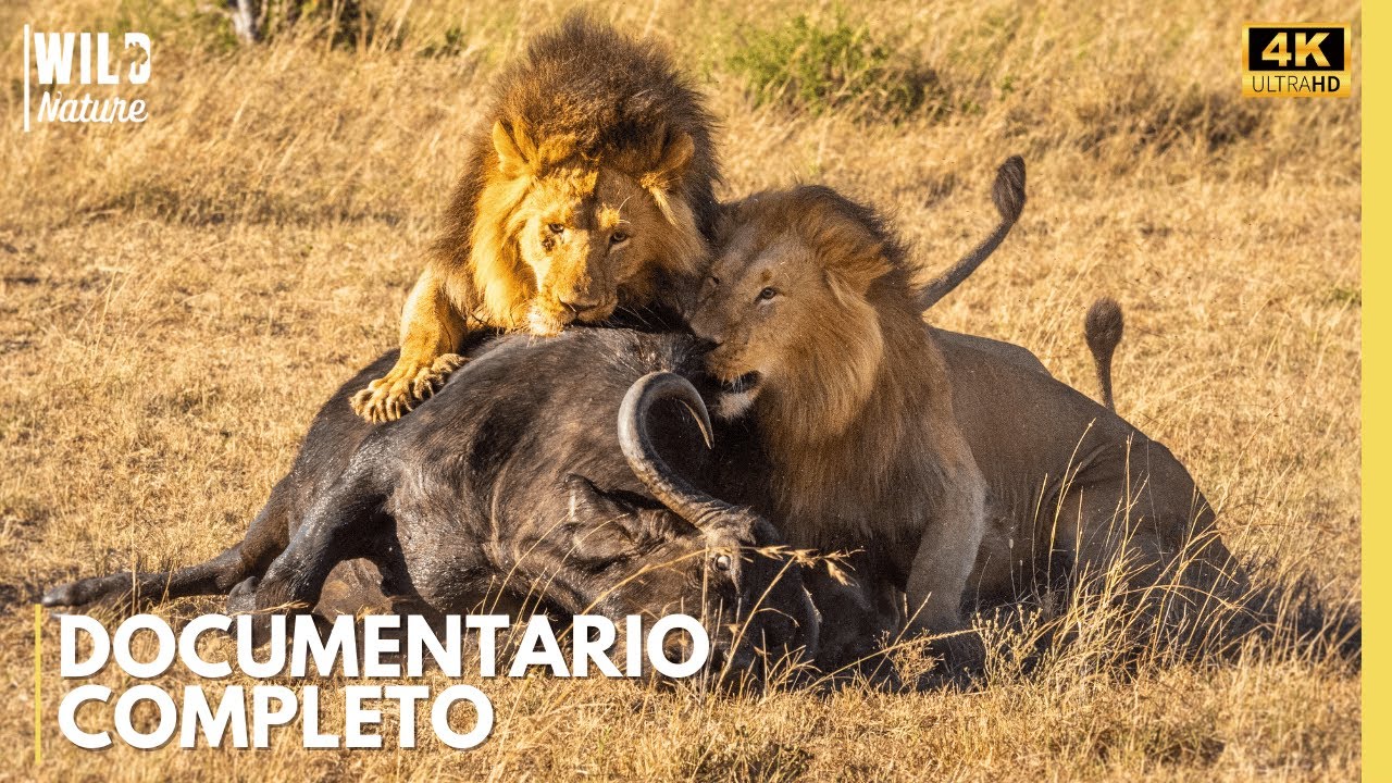 Luangwa Selvaggio – I Segreti di una Natura che non Perdona Mai | Documentario Naturalistico