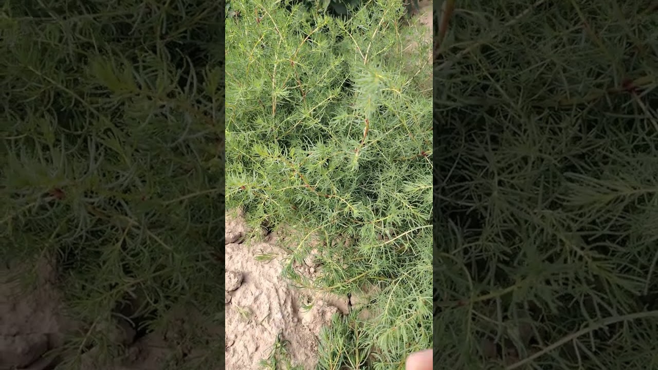 ٢٢ شباط، ٢٠٢٦