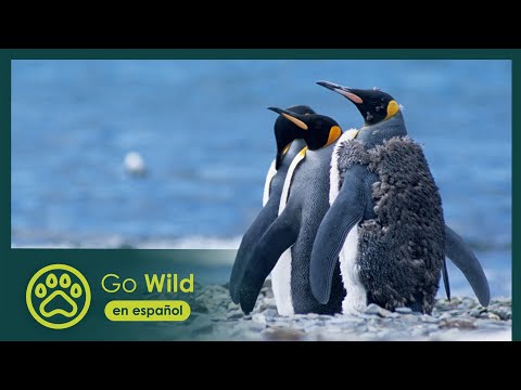 Video: ¿Los pingüinos son mitad peces?