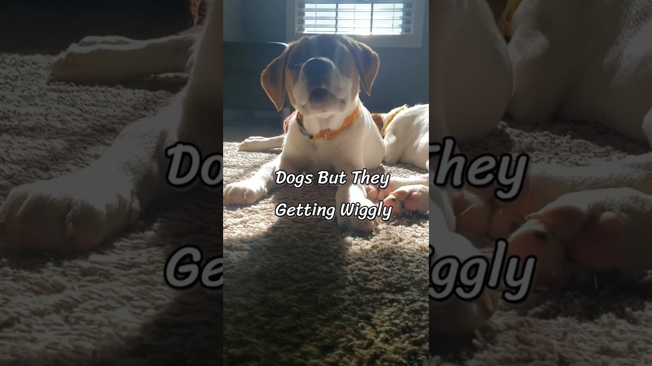 Dogs But They Are Getting Wiggly 