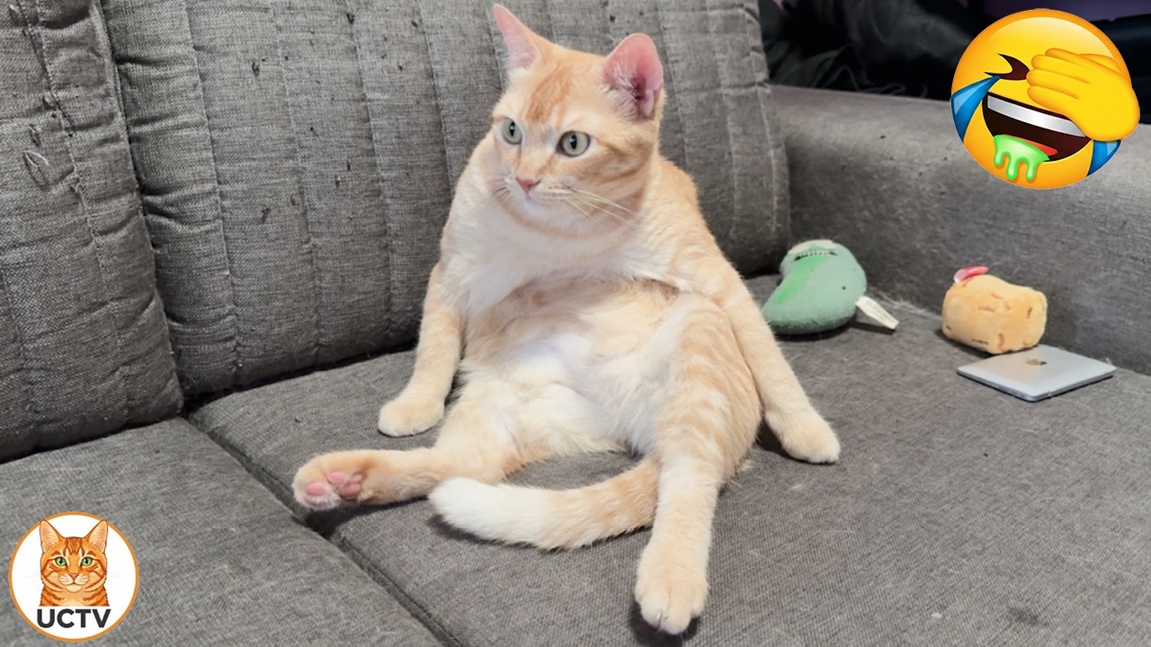 New Funniest Cats Videos 😼Try Not To Laugh😜Daily Serving of Internet Cats Part 16