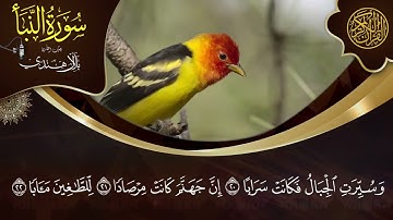 سورة النبأ كاملة