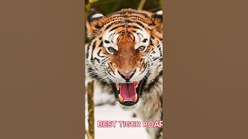 Thumbnail of Best tiger roar #paraefixio  #tiger #tigerroar #roar #epic #songs #song #animals