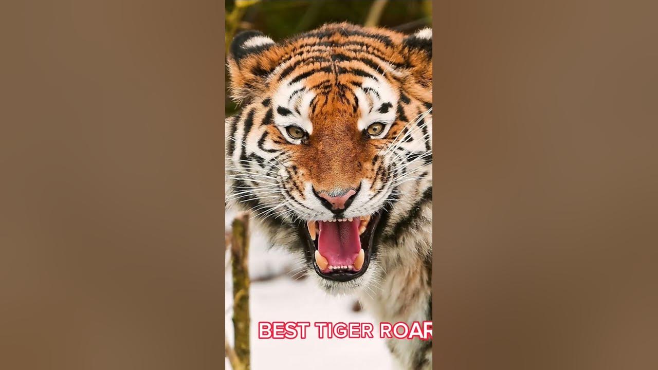 Best tiger roar #paraefixio  #tiger #tigerroar #roar #epic #songs #song #animals