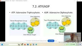 Bio - Chapter 7 - Cellular Respiration