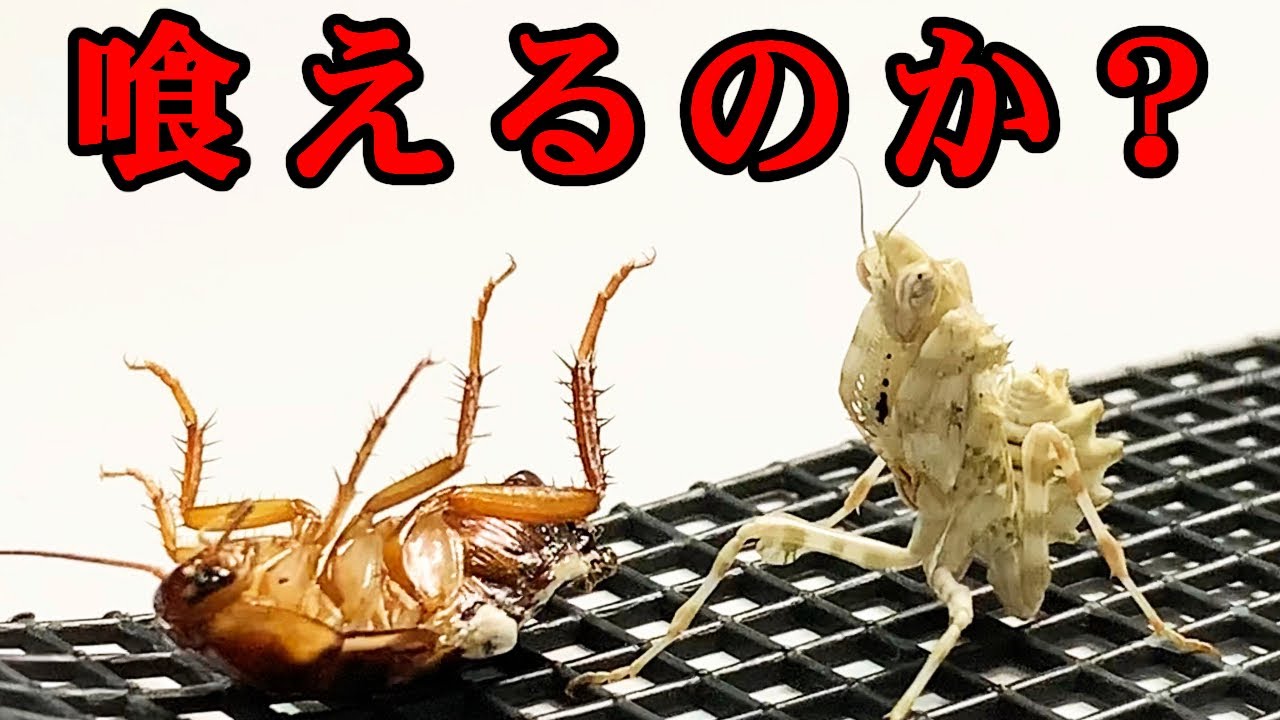 If you put a cockroach bigger than itself in front of a praying
