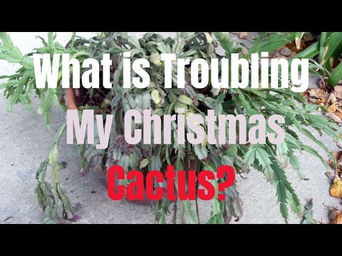 Wideo: Problemy z kaktusami bożonarodzeniowymi - Objawy nadmiernego podlewania na kaktusach świątecznych