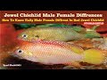 Red jewel fish male female differences how to find male female jewel fish