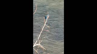 Martín Pescador en el Río Sella | Aves y Fauna Fluvial de Asturias