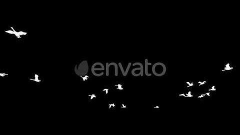 4K Flying Swans Silhouette | Motion Graphics - Envato elements