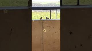 صوت العصافير - صوت الطبيعة - Birds chirping - Beauty of  nature - Science Club #Shorts