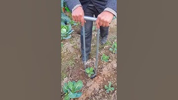 Dụng cụ chuyển gốc cây #thapxanh #o348233oo6 #dungcuchuyengoc #xuhuong