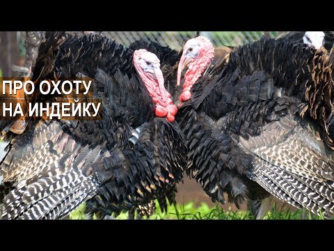ОХОТА НА ИНДЕЙКУ. В чём смысл? Фермер Кирилл Жданов ОХОТА НА ИНДЕЙКУ. В чём смысл? Фермер Кирилл Жданов