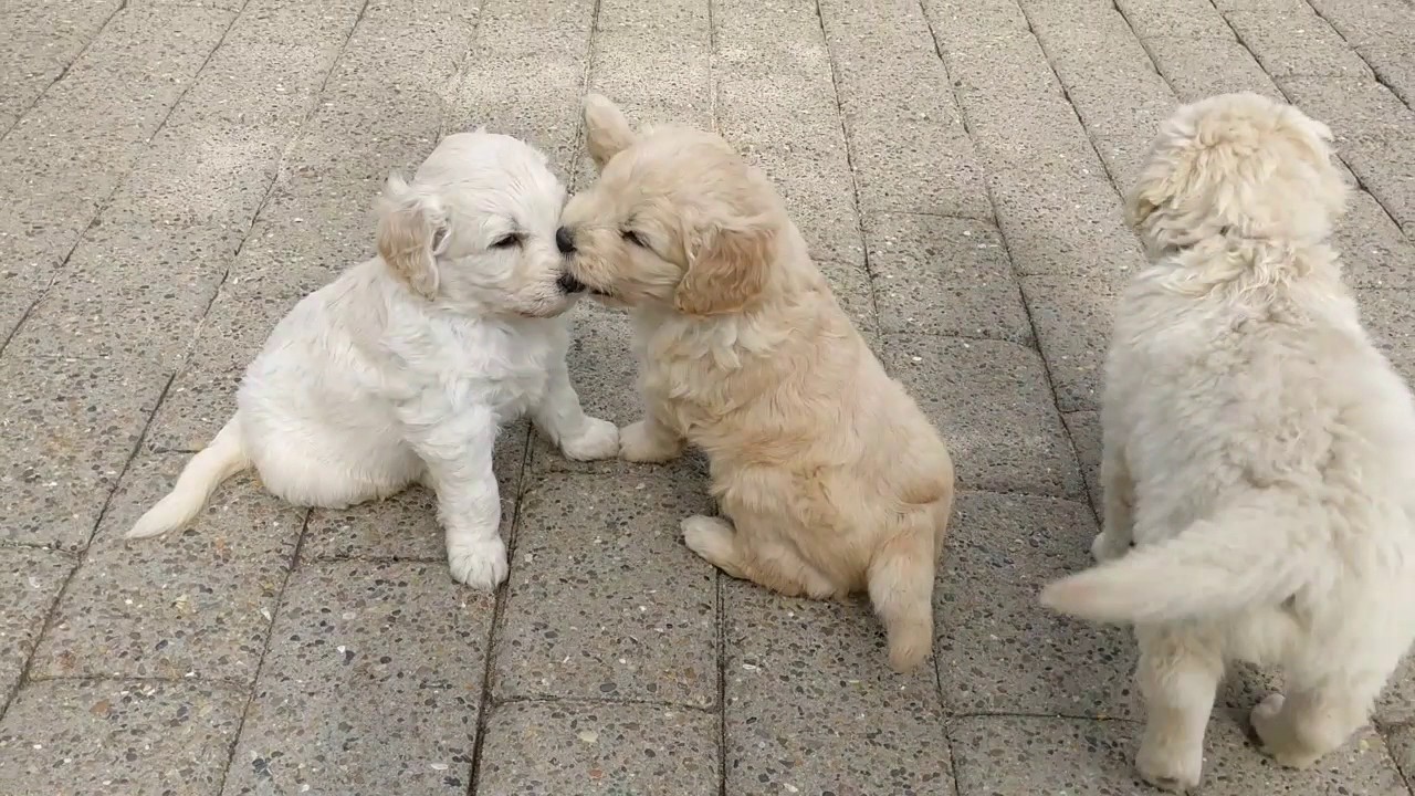 lille golden retriever lille golden retriever