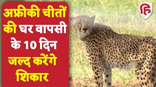 Cheetah in Kuno National Park: चीता पहले से ज्यादा Tension free हुए | Madhya Pradesh | Narendra Modi