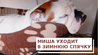 Переходим на "зимний режим эксплуатации" английского бульдога Переходим на "зимний режим эксплуатации" английского бульдога