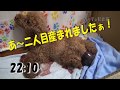 トイプードル 初出産 ４匹の仔犬が誕生