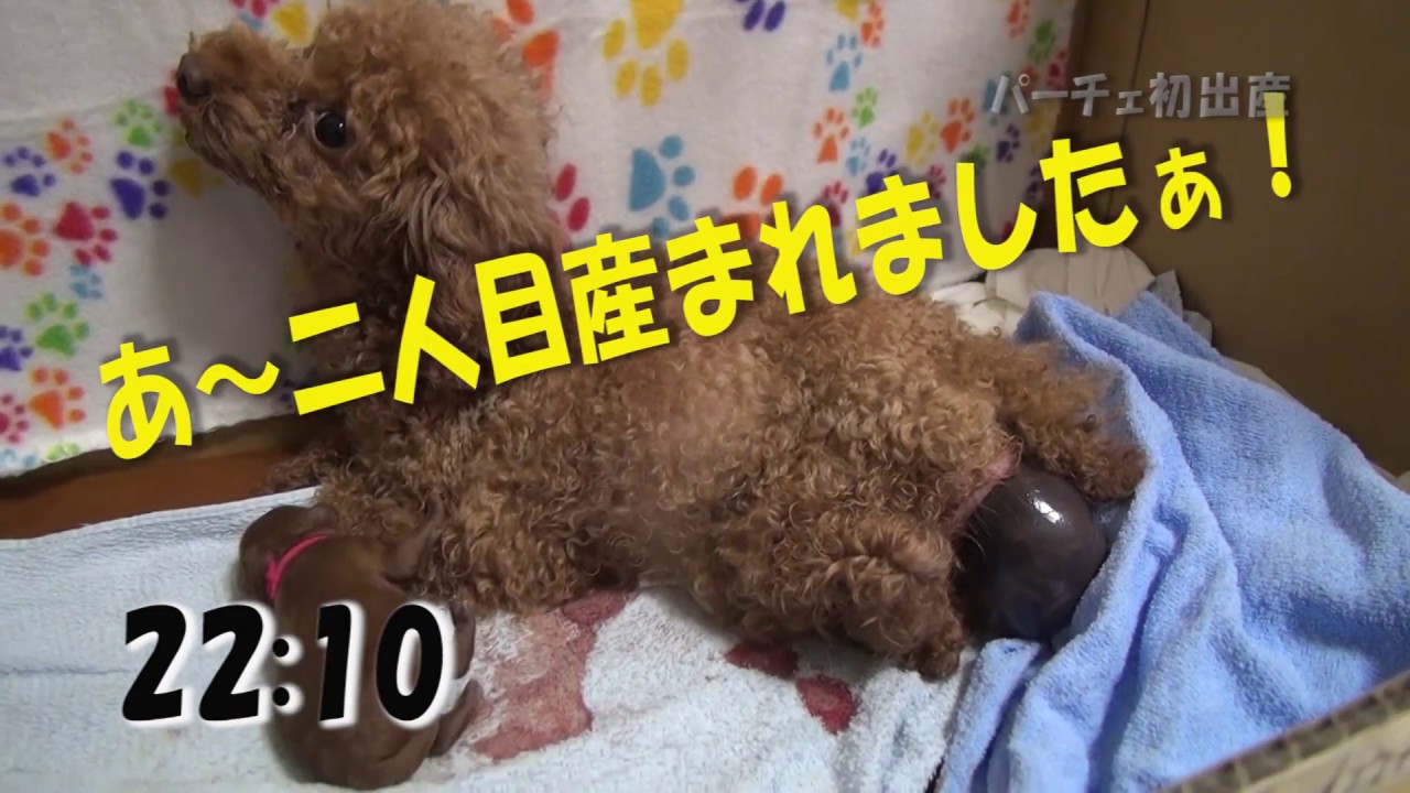 トイプードル 初出産 ４匹の仔犬が誕生 Youtube