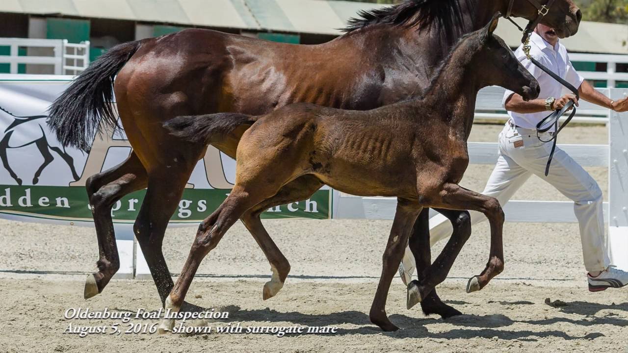 Amari HSR (Ampere/Feiner Stern/Diamont) - 2016 Oldenburg Foal Inspection