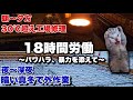 底辺土方のブラックすぎる１日【猫ミーム】【猫マニ】