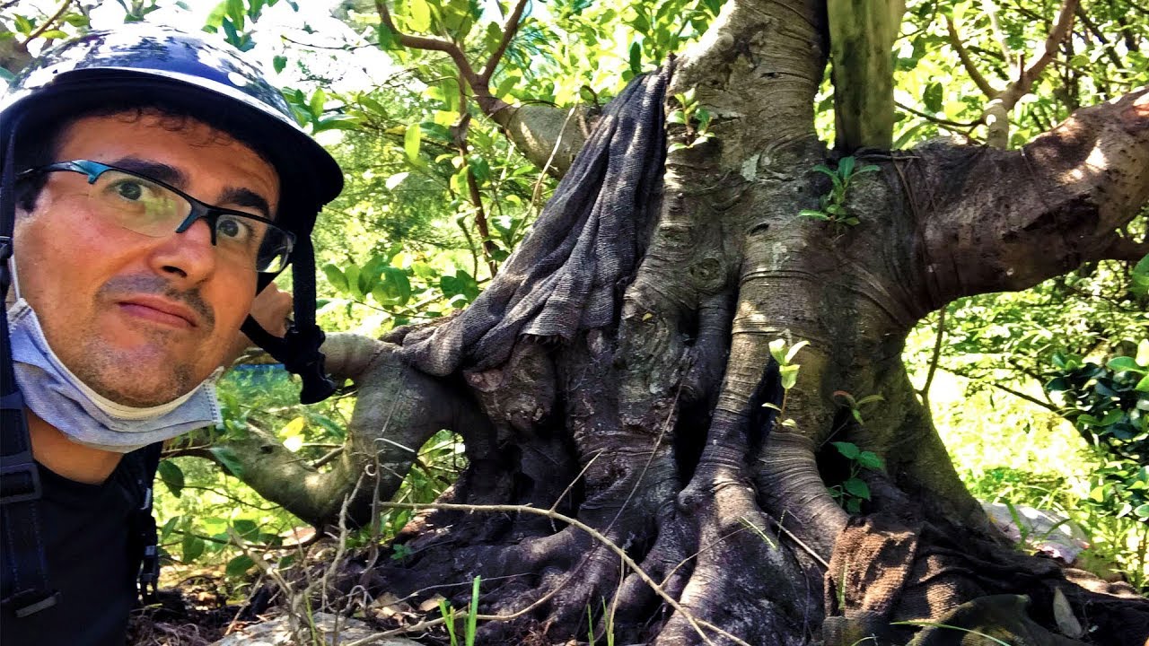 Master Quốc Hùng Trần´s Bonsai Garden - Vietnam