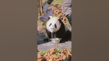 #Shorts Why Nannies Always Clean Panda
