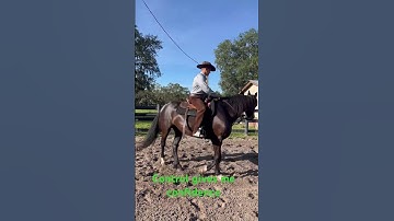 Riding Maxim, Freisian cross for a client.