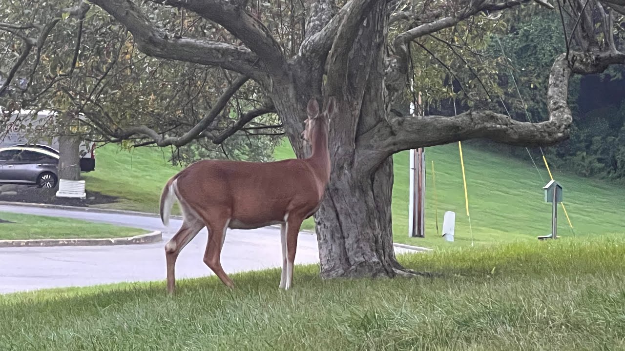 Fawn baby deer 🦌 roaming with mom deer - YouTube