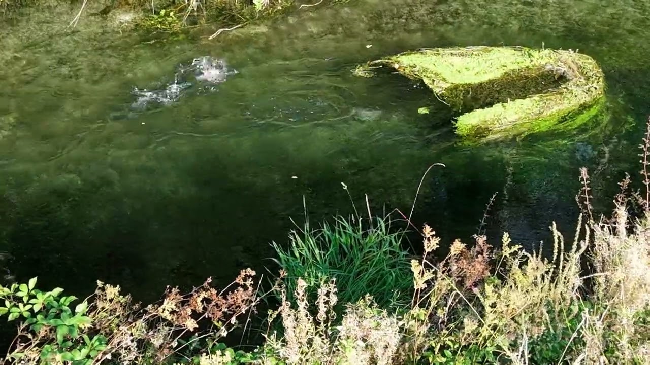 Harle Bièvre... un pillage piscicole organisé !