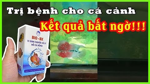 Đã tìm được Thuốc Trị Bệnh cho Cá Cảnh an toàn hiệu quả nhanh