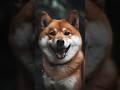 Por que o kanji de cão é 犬? Etimologia de cachorro em japonês e mandarim! #hanzi