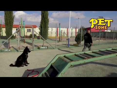 اجمل تدريب جيرمن شبرد رويال بلاك