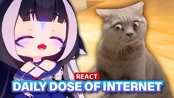 Shylily Reacts to Daily Dose of Internet | Best Cat Videos of the Decade