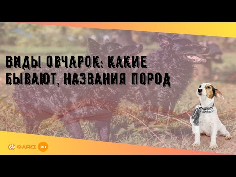 Виды овчарок: какие бывают, названия пород