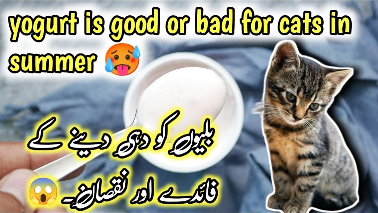 Is Yogurt Good For Cats Kittens Yogurt Disadvantages And Benefits is-yogurt-good-for-cats-kittens-yogurt-disadvantages-and-benefits