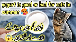 is yogurt good for cats & kittens| yogurt disadvantages and benefits for cats | yogurt safe for cats