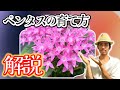 【ペンタスの育て方】熱帯植物だけど誰でも簡単に育てられる？！方法を解説します！