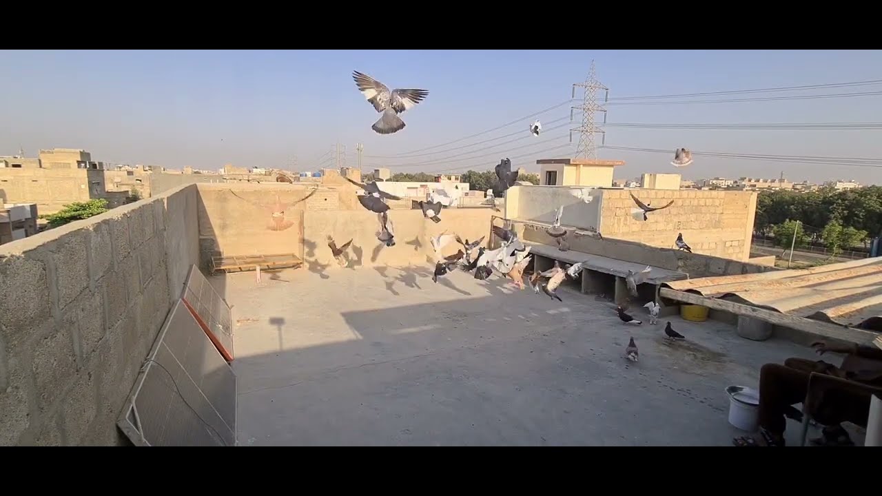 Aj kabutar ko tava karwaya#🙂 آج کبوتر کو توا کروایا