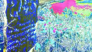 Famous Dust-13th floor Elevators Profile