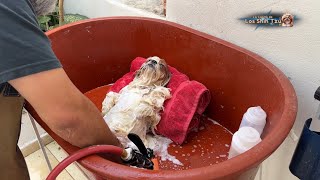 MIRA la TRANQUILIDAD de Mi Shih Tzu DURANTE SU BAÑO