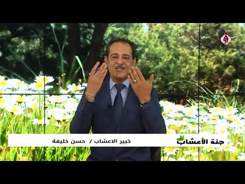 وصفة لعلاج مشاكل الطحال والبواسير مع خبير الاعشاب حسن خليفة