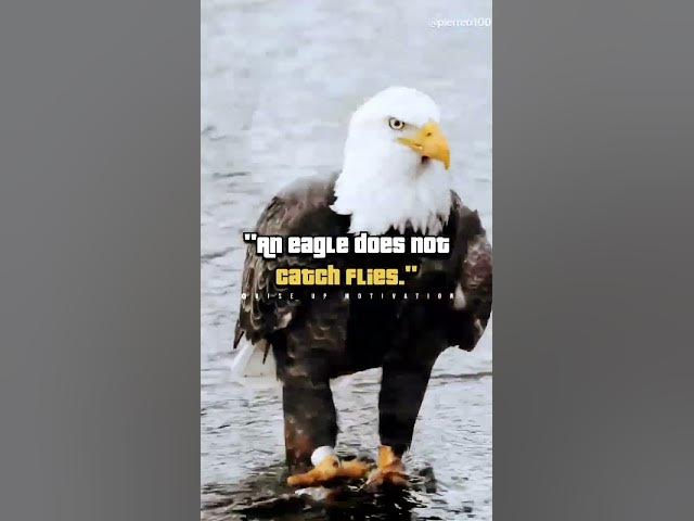 An eagle does not catch flies #motivation #quotes #shorts #short #eagles